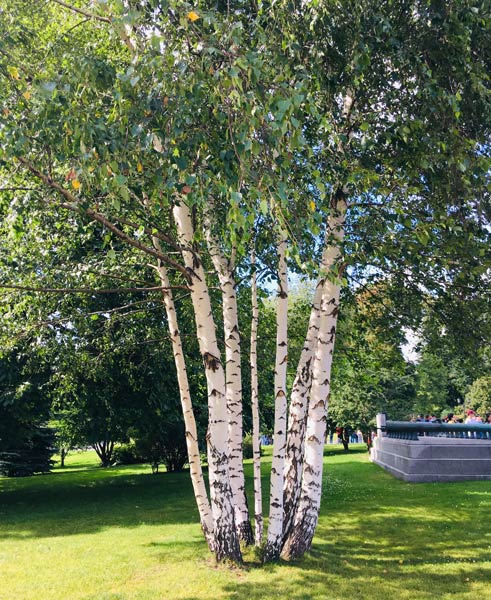 Birch trees