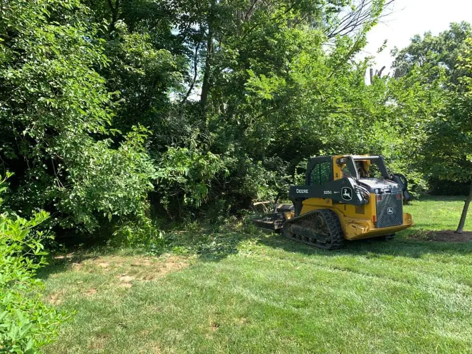 Brush and vegetation removal