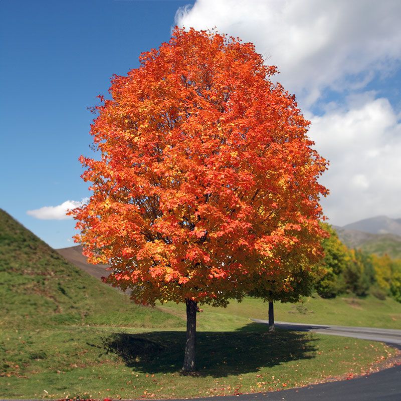 Maple trees