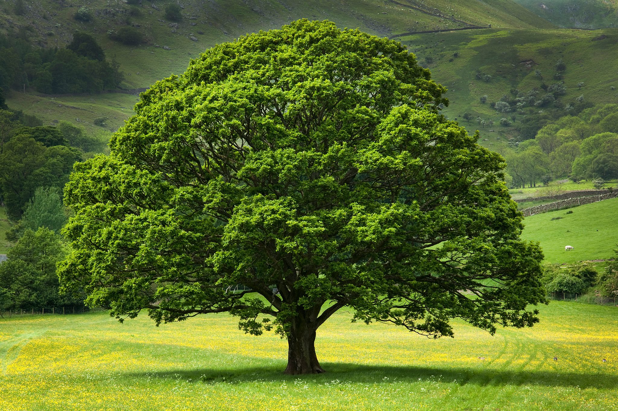 Oak trees