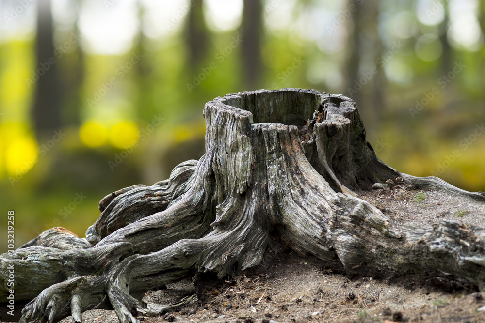 Old stump problems