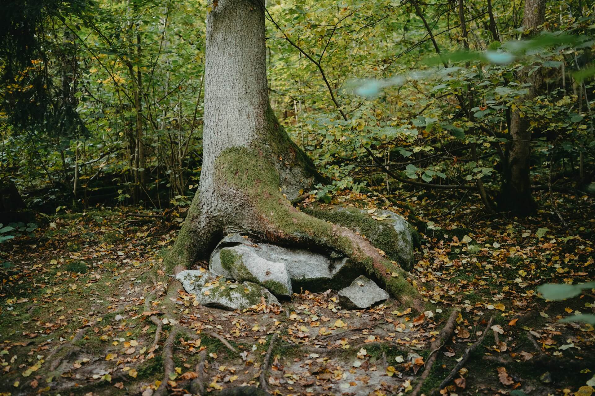 Overgrown mature trees