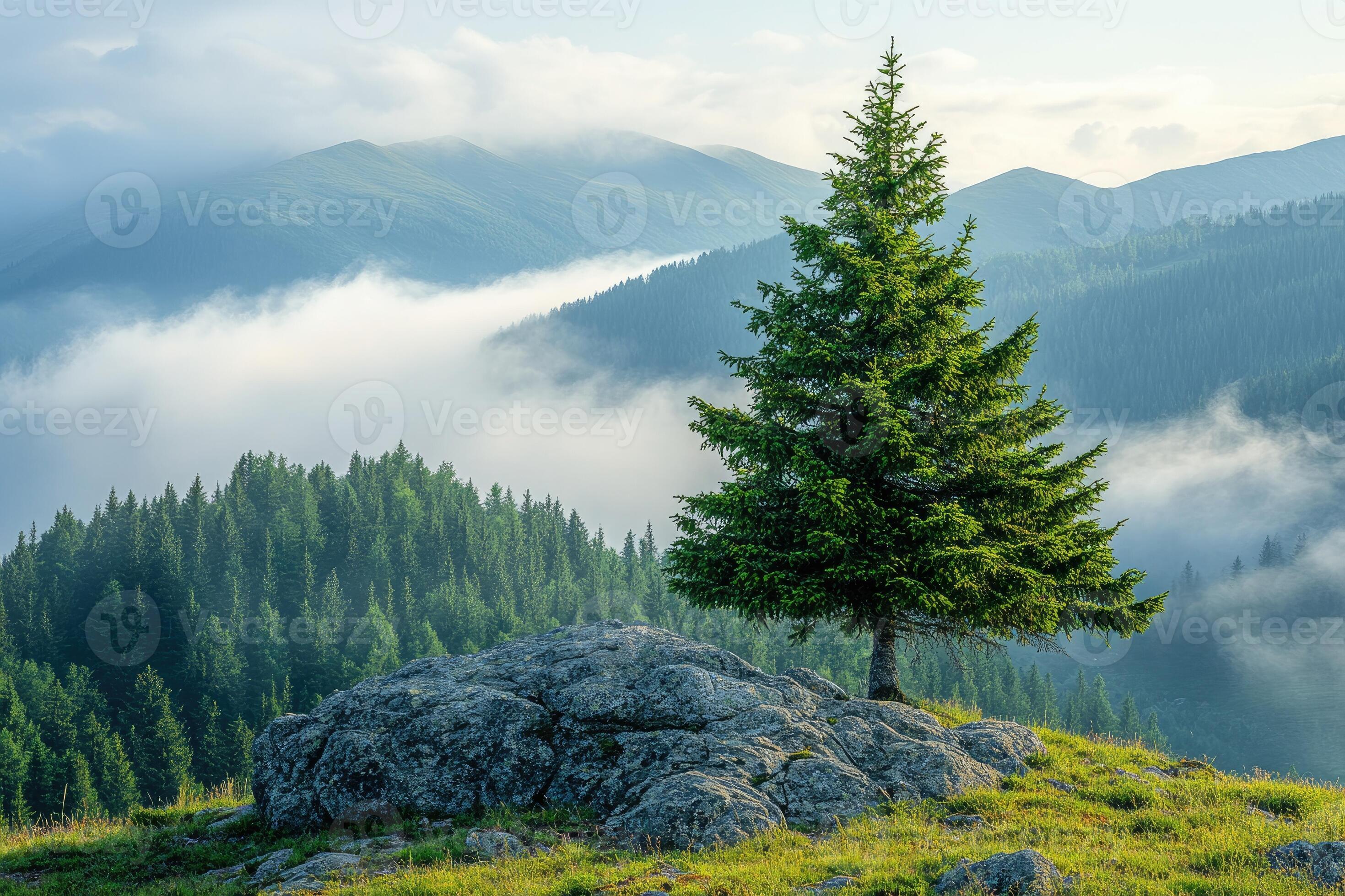 Pine trees