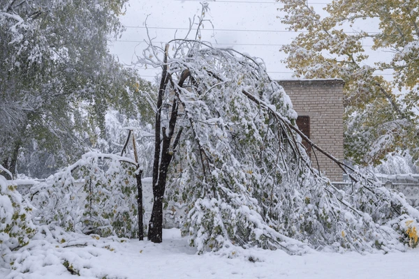 Snow-damaged branches