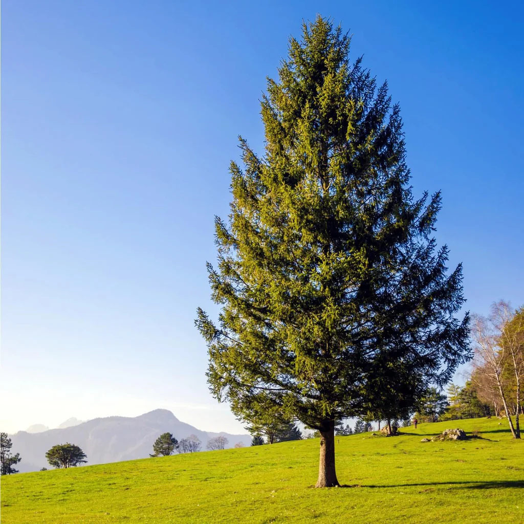 Spruce trees