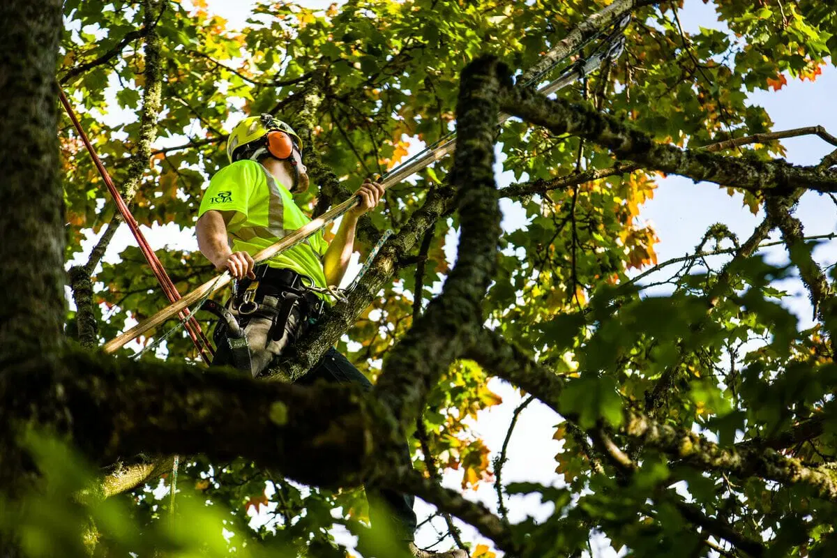 Summer tree maintenance