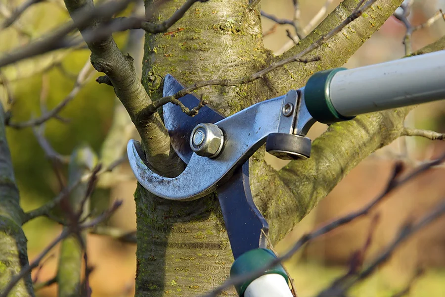 Professional Tree Pruning Services in Buffalo NY