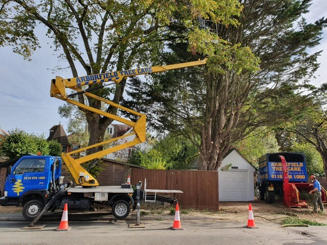 Experienced Tree Professionals
