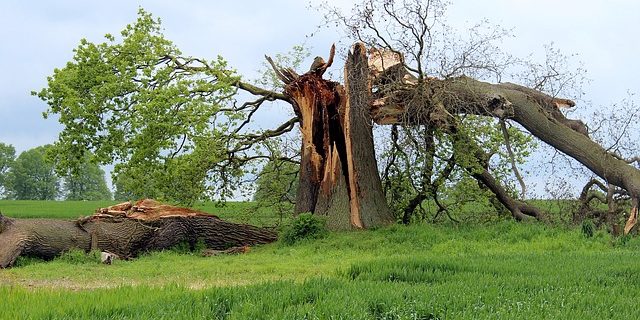 Old stump problems